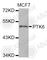 Protein Tyrosine Kinase 6 antibody, A3632, ABclonal Technology, Western Blot image 