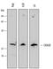 CASP2 And RIPK1 Domain Containing Adaptor With Death Domain antibody, AF4680, R&D Systems, Western Blot image 