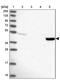 Transmembrane Protein 44 antibody, PA5-60482, Invitrogen Antibodies, Western Blot image 