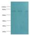 Calpain 1 antibody, LS-C375395, Lifespan Biosciences, Western Blot image 