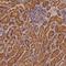 Peroxisomal Biogenesis Factor 3 antibody, NBP1-86210, Novus Biologicals, Immunohistochemistry frozen image 