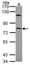 Regulatory Factor X4 antibody, NBP2-15099, Novus Biologicals, Western Blot image 