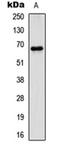 Paxillin antibody, orb304535, Biorbyt, Western Blot image 