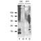 Amyloid Fibrils antibody, PA5-77843, Invitrogen Antibodies, Western Blot image 