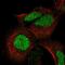 Adenosine Deaminase TRNA Specific 3 antibody, NBP2-31732, Novus Biologicals, Immunofluorescence image 