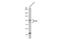 OPA1 Mitochondrial Dynamin Like GTPase antibody, GTX129952, GeneTex, Western Blot image 