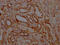 Signal Transducer And Activator Of Transcription 6 antibody, CSB-RA988543A0HU, Cusabio, Immunohistochemistry frozen image 