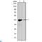 Actin Alpha 2, Smooth Muscle antibody, LS-C812488, Lifespan Biosciences, Enzyme Linked Immunosorbent Assay image 