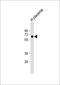 ZFP57 Zinc Finger Protein antibody, 59-785, ProSci, Western Blot image 