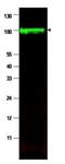 Protein Phosphatase 1 Regulatory Subunit 13 Like antibody, NBP1-77912, Novus Biologicals, Western Blot image 