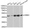 CAMP Responsive Element Binding Protein 1 antibody, MBS128002, MyBioSource, Western Blot image 
