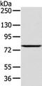 WD Repeat Domain 91 antibody, TA351925, Origene, Western Blot image 