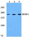 RNA Polymerase II Associated Protein 1 antibody, A09872, Boster Biological Technology, Western Blot image 