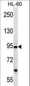 Protocadherin alpha-12 antibody, LS-C163417, Lifespan Biosciences, Western Blot image 