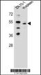 T-Box 6 antibody, TA324469, Origene, Western Blot image 