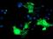 PDLI2 antibody, MA5-25505, Invitrogen Antibodies, Immunocytochemistry image 