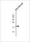 MAF BZIP Transcription Factor F antibody, GTX81696, GeneTex, Western Blot image 