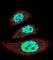 Tyrosyl-DNA Phosphodiesterase 2 antibody, abx026161, Abbexa, Western Blot image 