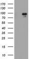 Mitogen-Activated Protein Kinase 12 antibody, LS-C172516, Lifespan Biosciences, Western Blot image 