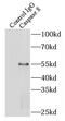 Caspase 8 antibody, FNab01293, FineTest, Immunoprecipitation image 