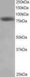 Kntc2 antibody, LS-B2891, Lifespan Biosciences, Western Blot image 
