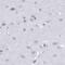 Interphotoreceptor Matrix Proteoglycan 1 antibody, PA5-65060, Invitrogen Antibodies, Immunohistochemistry frozen image 