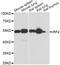 Interferon Regulatory Factor 4 antibody, A0524, ABclonal Technology, Western Blot image 