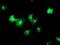 Transmembrane P24 Trafficking Protein 1 antibody, NBP2-01277, Novus Biologicals, Immunocytochemistry image 