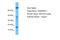 GABA Type A Receptor Associated Protein Like 1 antibody, ARP55398_P050, Aviva Systems Biology, Western Blot image 