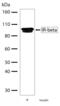 Insulin Receptor antibody, 701049, Invitrogen Antibodies, Western Blot image 