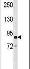 Rho GTPase Activating Protein 26 antibody, PA5-15351, Invitrogen Antibodies, Western Blot image 