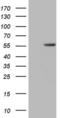 Zinc Finger Protein 35 antibody, MA5-26844, Invitrogen Antibodies, Western Blot image 