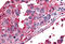 Bestrophin-2 antibody, MBS243726, MyBioSource, Immunohistochemistry frozen image 