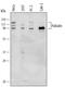 Palladin, Cytoskeletal Associated Protein antibody, AF5950, R&D Systems, Western Blot image 