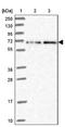 APC Membrane Recruitment Protein 2 antibody, NBP1-93907, Novus Biologicals, Western Blot image 