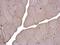 LIM Domain Binding 1 antibody, NBP1-31362, Novus Biologicals, Immunohistochemistry frozen image 