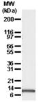 Phorbol-12-Myristate-13-Acetate-Induced Protein 1 antibody, ALX-804-408-C100, Enzo Life Sciences, Western Blot image 