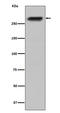 Centromere Protein E antibody, M04553-1, Boster Biological Technology, Western Blot image 