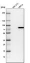 Tripartite Motif Containing 29 antibody, PA5-54131, Invitrogen Antibodies, Western Blot image 