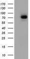 SAM And HD Domain Containing Deoxynucleoside Triphosphate Triphosphohydrolase 1 antibody, CF501953, Origene, Western Blot image 