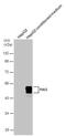 Serpin Family A Member 5 antibody, PA5-78101, Invitrogen Antibodies, Western Blot image 