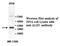 ALX Homeobox 3 antibody, MBS416760, MyBioSource, Western Blot image 