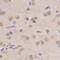 HBS1 Like Translational GTPase antibody, FNab10706, FineTest, Immunohistochemistry frozen image 