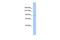 SH3 Domain Containing Ring Finger 1 antibody, PA5-42332, Invitrogen Antibodies, Western Blot image 