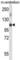 Pre-MRNA Processing Factor 4B antibody, abx028066, Abbexa, Western Blot image 