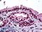 Distal-Less Homeobox 2 antibody, LS-B5396, Lifespan Biosciences, Immunohistochemistry frozen image 