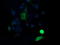 Mitogen-Activated Protein Kinase Kinase 1 antibody, LS-C174513, Lifespan Biosciences, Immunofluorescence image 