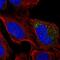 Cytochrome B5 Type A antibody, HPA058547, Atlas Antibodies, Immunofluorescence image 