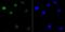 KH-Type Splicing Regulatory Protein antibody, NBP2-75550, Novus Biologicals, Immunofluorescence image 