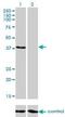 Ring Finger Protein 14 antibody, H00009604-M01, Novus Biologicals, Western Blot image 